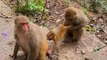 Fighting for custody of baby monkeys