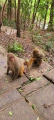 Fighting for custody of baby monkeys