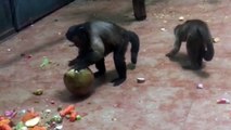 Chú khỉ có khuôn mặt giống Người