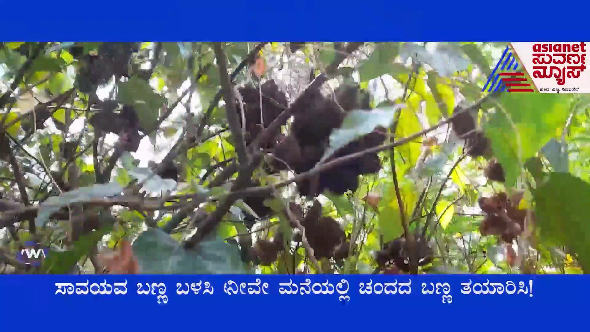 Mangaluru : ಸಿಂಧೂರ ಕಾಯಿ ಬಳಸಿ ಮನೆಯಲ್ಲೇ ತಯಾರಿಸಿ ಚಂದದ ಬಣ್ಣ..!