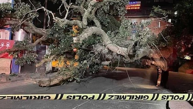 Sancaktepe’de asırlık ağaç yola devrildi