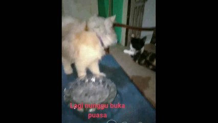 Cat Waiting for Breaking Fast