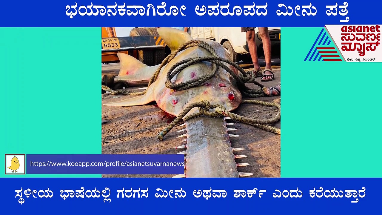 ಮಲ್ಪೆ ಬಂದರಿನಲ್ಲಿ ನೋಡಲು ಭಯಾನಕವಾಗಿ ಕಾಣುವ ಅಪರೂಪದ ಮೀನು ಪತ್ತೆ