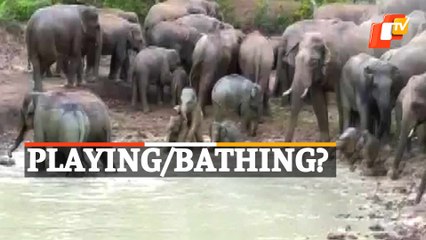 Elephants Beat The Heat In Small Pond In Odisha’s Mayurbhanj