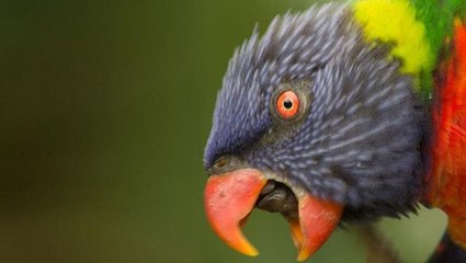 Türk bilim insanı "Endişeliyiz" diyerek sözlerine devam etti: Papağanlar kumru gibi şehirlere dağılabilir