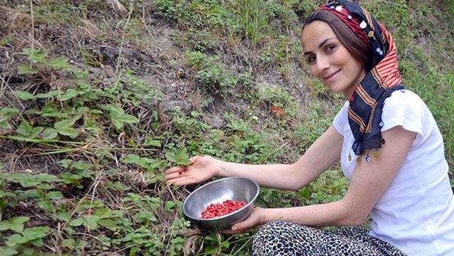 Ormanın içindeki yerini kimseye söylemiyorlar! Kilosu 200 TL'den satılan çileği yiyenler bağımlısı oluyor