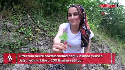 Bir kişi 4 saatte 1 kilogram toplayabiliyor! Bu çileğin kilosu 200 TL