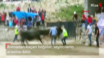 Arenadan kaçan boğalar seyircilerin arasına daldı