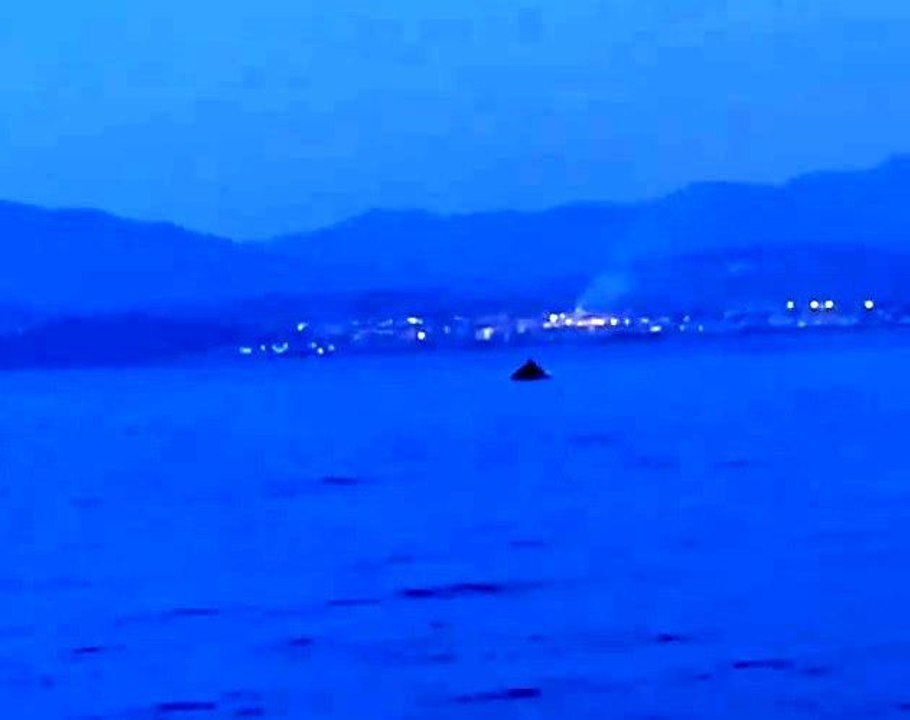 Yunus balıklarının şovu kamerada
