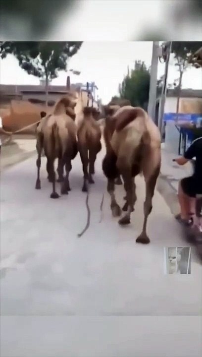 funny video path 1