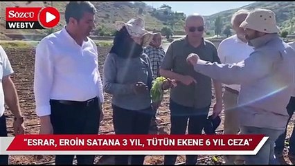 CHP’li Berberoğlu’nu şaşırtan tütün ekene 6 yıl hapis cezası uygulaması