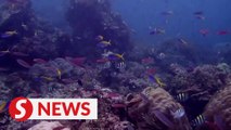 'Ear in the ocean' helps scientists track coral reef health