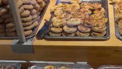 Ünlü market zincirinde skandal görüntüler! Kocaman fare dolabın içerisine sızıp kurabiyelerin tadına baktı