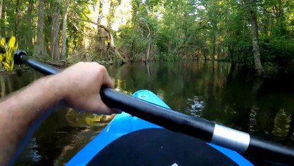 Un homme se fait attaquer par un alligator pendant une sortie en kayak