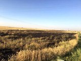 Şanlıurfa'da 80 dönüm buğday tarlası yandı