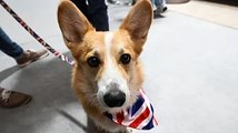 Even DOGS are celebrating as owners dress them up for Queen's Jubilee