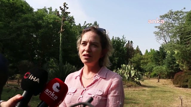 Hayrettin Karaca 40 yıl önce dikmişti; 40 yıl sonra çiçek açtı