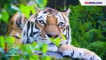 Kemunculan Harimau di Sukabumi, Warga Sekitar Menyambut Bahagia
