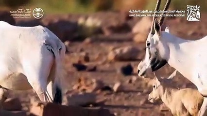 بعد غياب ٩ عقود عن مواطنها بشمال المملكة.. جهود المركز_الوطني_لتنمية_الحياة_الفطرية بالتعاون مع @KSRNReserve في إكثار وإعادة توطين المها العربي تؤتي