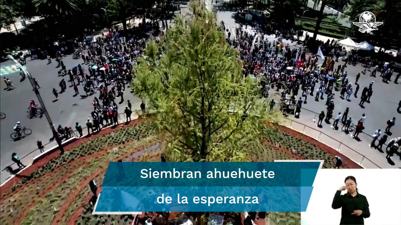Reciben al ahuehuete entre fiesta y protesta