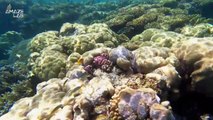 Scientists Use AI and Sound to Track Coral Reef Health