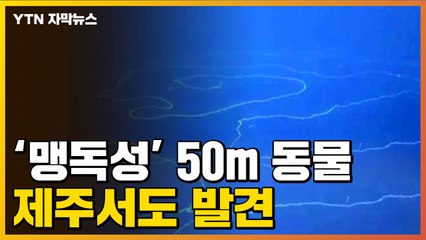 [자막뉴스] "심하면 생명까지 위험"...제주에서 발견된 맹독성 해파리 / YTN