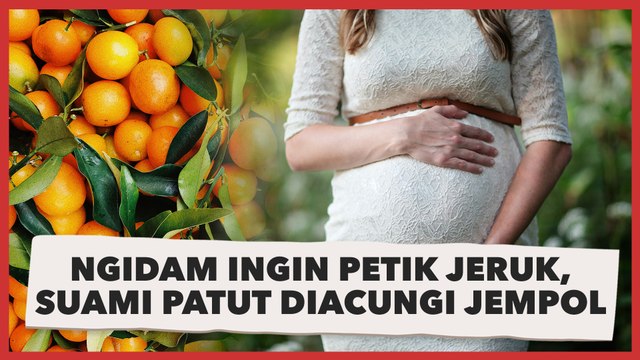 Viral Istri Ngidam Ingin Petik Jeruk, Usaha Suami Patut Diacungi Jempol