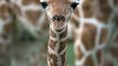 Giraffen kämpfen mit langen Hälsen gegen ihre Rivalen