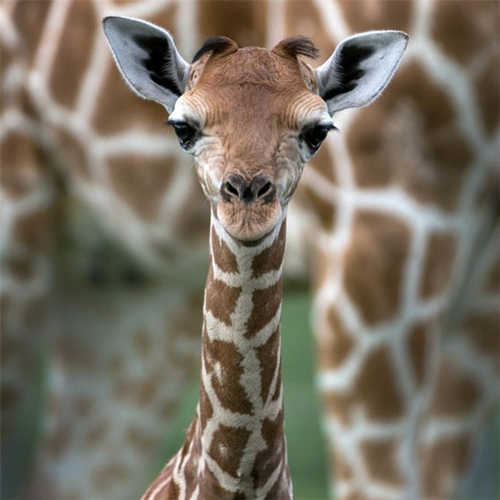 Giraffen kämpfen mit langen Hälsen gegen ihre Rivalen