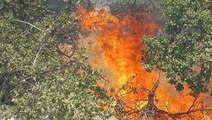 Havalar ısındı, kabus yeniden başladı! Bodrum'daki yangına acilen müdahale edildi