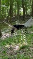 Bear and Cub Hanging Around the Hammock