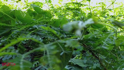 Short Natural Videos