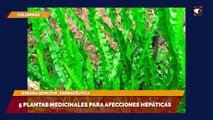 5 plantas medicinales para afecciones hepáticas largo
