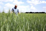 Buğday ve arpa alım fiyatları Konya Ovası'ndaki üreticileri sevindirdi