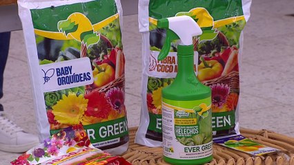 bd-publireportaje-evergreen-060622