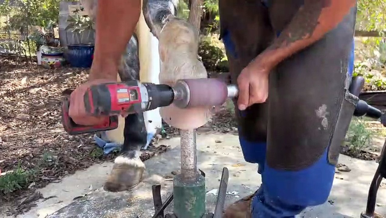 Farrier-Hoof Restoration-Satisfying