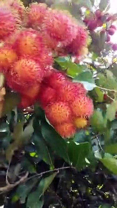 HARVESTING RAMBUTAN #redfruit
