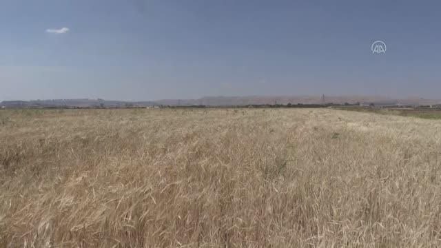 ŞANLIURFA - Buğday ve arpa alım fiyatları Şanlıurfalı üreticileri memnun etti