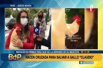 Hacen cruzada para salvar al gallo Claudio: vecinos de Jesús María perturbados por sus cantos