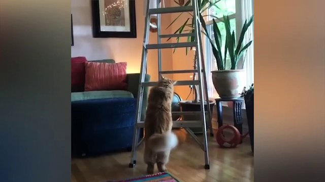 99% You Can't Try Not To Laugh Cute Cats And Dogs Reactions Videos Funny Animal Videos