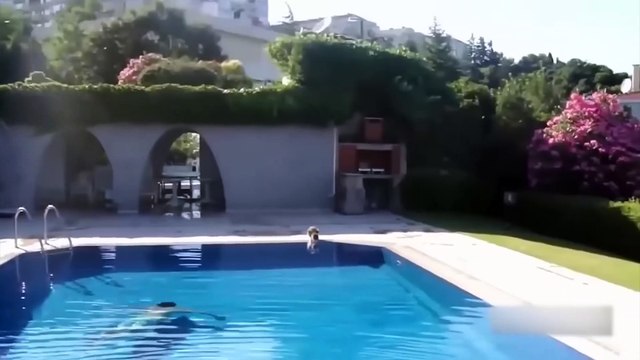 Try Not To Laugh Cute Cats And Dogs Reactions Funny Animal Videos