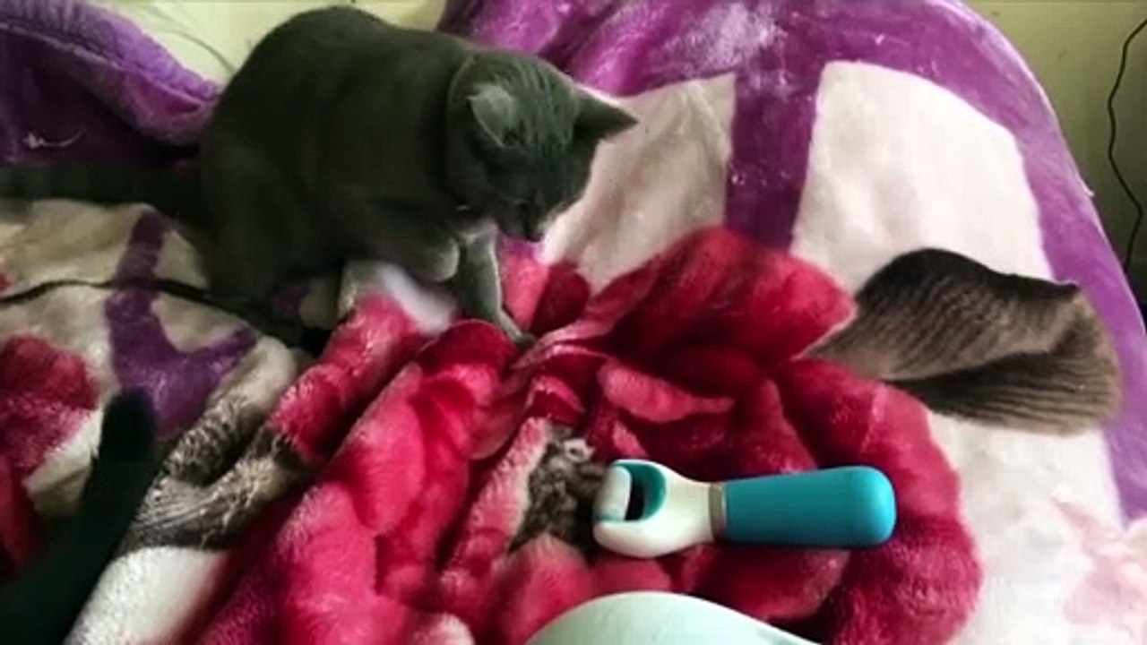 Try Not To Laugh | Funniest Cat Videos In The World   Funny Animal Videos