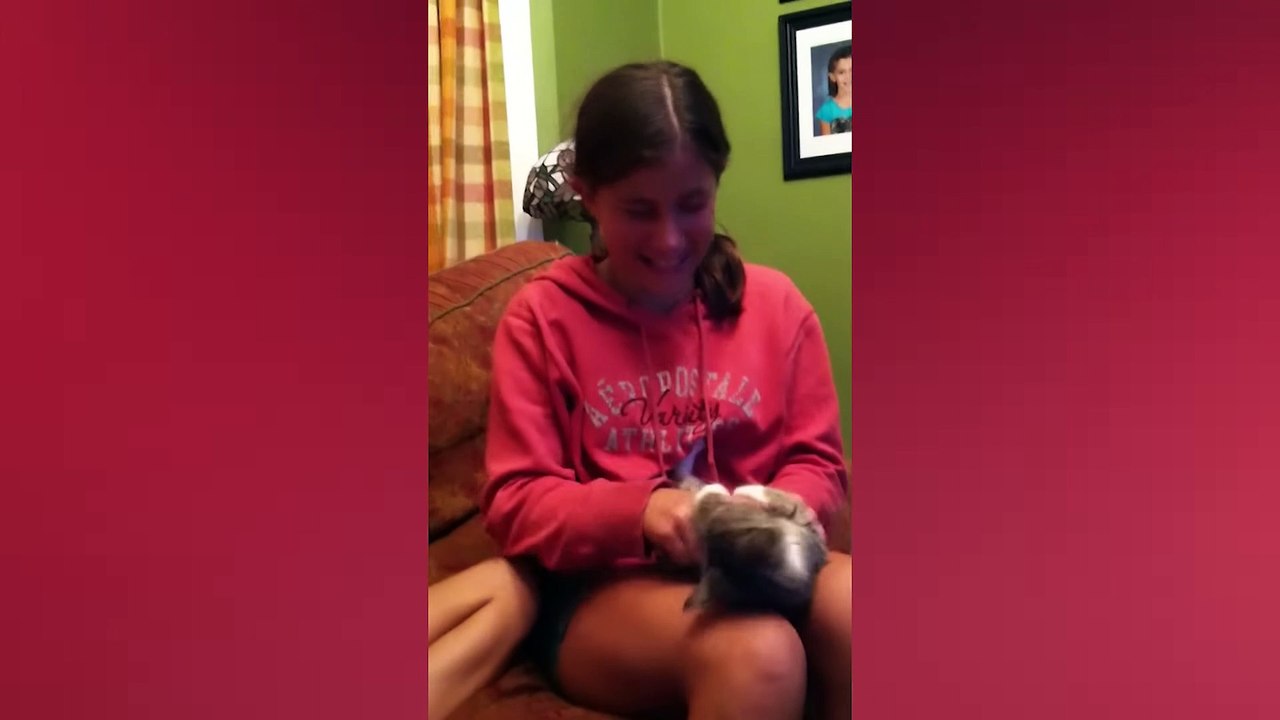 Funny Cats Compilation (Most Popular) Try To Not Laugh