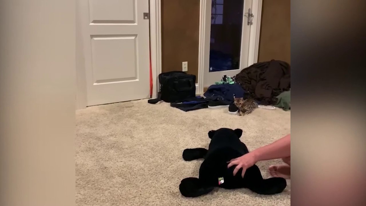 Funny cats videos ever  Try Not To Laugh  Funniest Cat Videos In The World