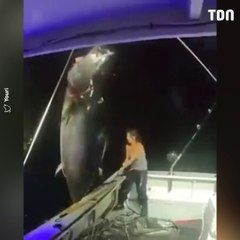Cette pêcheuse attrape une créature gigantesque en pleine mer