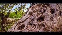 Uno spot del regista Alessandro Piva per raccontare gli ulivi pugliesi