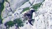 Espagne : deux ours font une chute impressionnante après un combat à flanc de montagne
