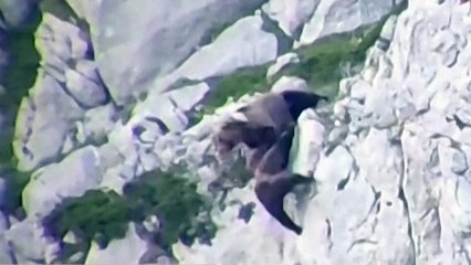 Espagne : deux ours font une chute impressionnante après un combat à flanc de montagne