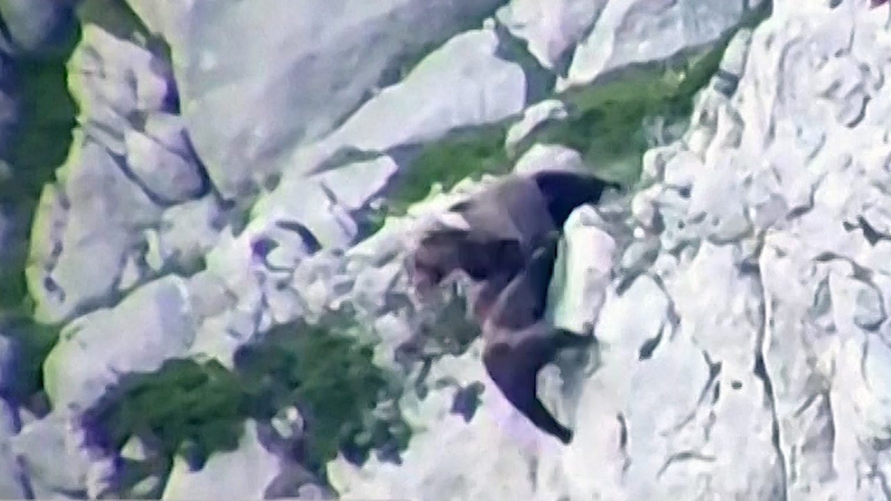 Espagne : deux ours font une chute impressionnante après un combat à flanc de montagne