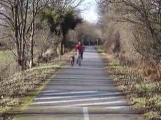 Canicross Cane Corso 1